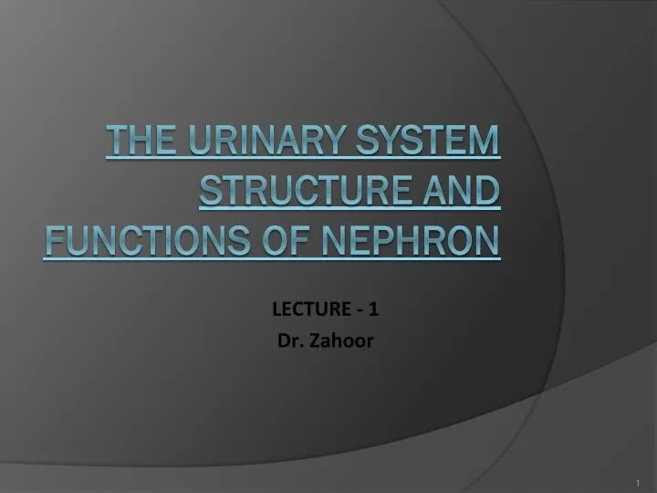 the urinary system structure and functions of nephron