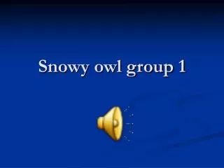 Snowy owl group 1