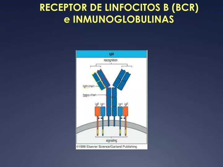 receptor de linfocitos b bcr e inmunoglobulinas