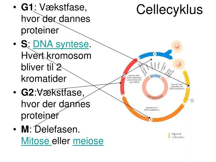 cellecyklus