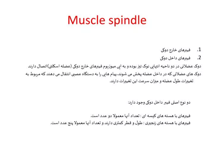 muscle spindle