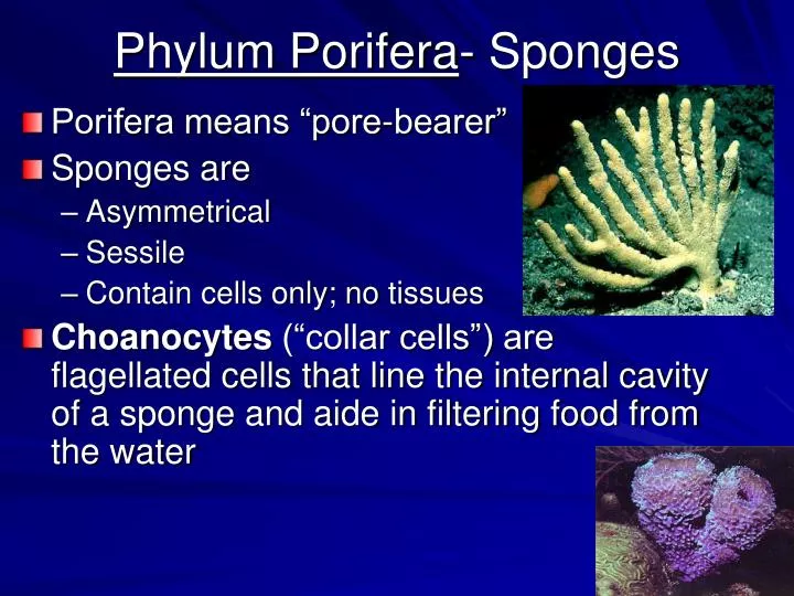 phylum porifera sponges
