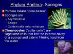 Phylum Porifera - Sponges - slide 1