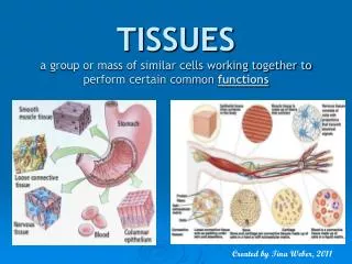 TISSUES a group or mass of similar cells working together to perform certain common functions