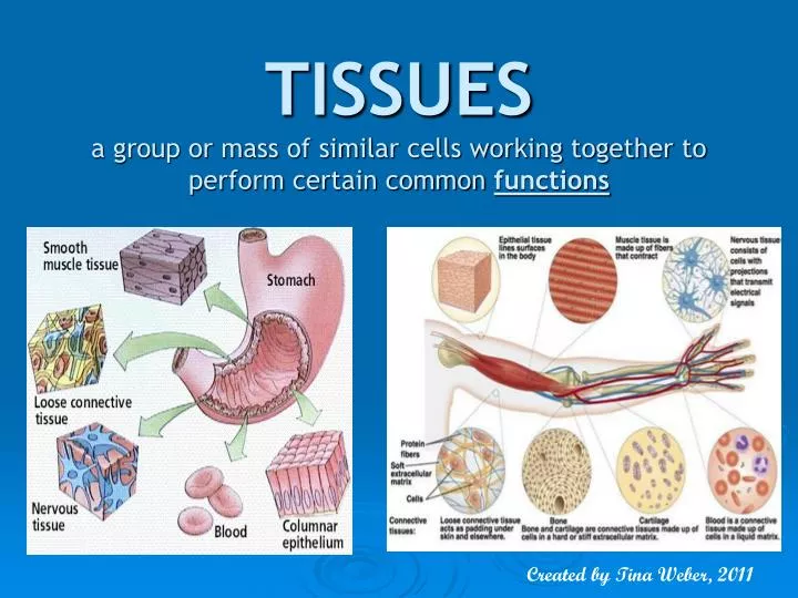 tissues a group or mass of similar cells working together to perform certain common functions