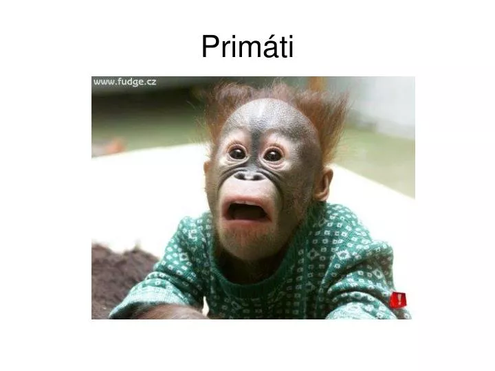 prim ti