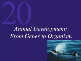 Animal Development: From Genes to Organism