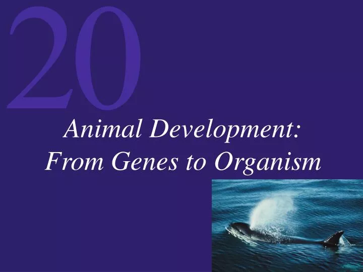 animal development from genes to organism