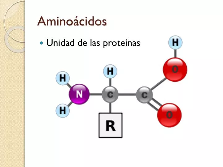 amino cidos