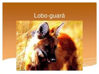lobo guar