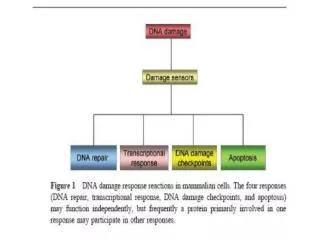 Cellular response to DNA damage