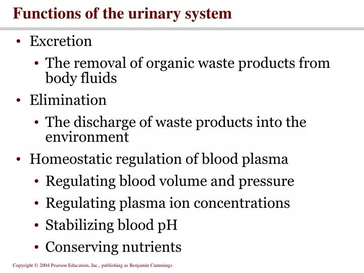 functions of the urinary system