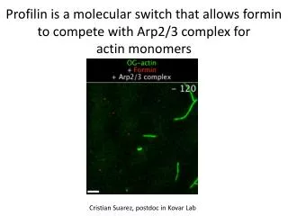 Profilin is a molecular switch that allows formin to compete with Arp2/3 complex for