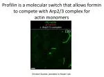 Profilin's Role in Actin Regulation: Formin vs. Arp2/3 Complex Competition - slide 1