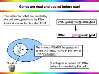 Genes are read and copied before use!
