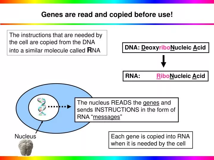 genes are read and copied before use