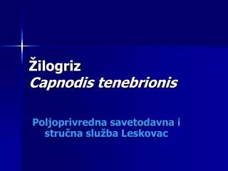 ilogriz capnodis tenebrionis