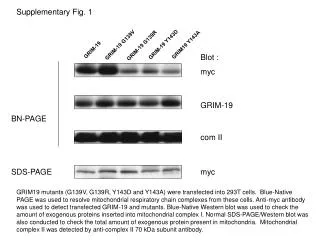 Blot : myc