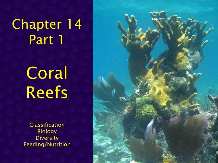 chapter 14 part 1 coral reefs classification biology diversity feeding nutrition
