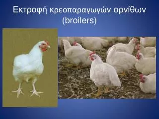 broilers