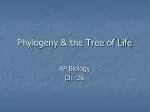 Phylogeny &amp; the Tree of Life - slide 1