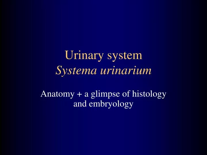 urinary system systema urinarium