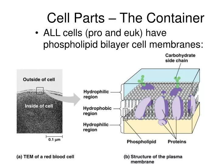 cell parts the container