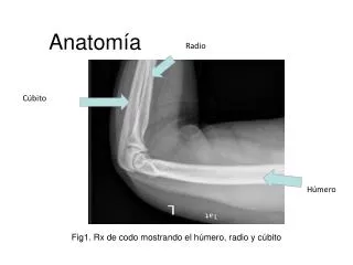 anatom a