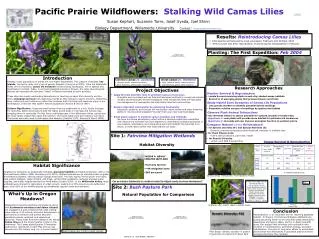 Pacific Prairie Wildflowers: Stalking Wild Camas Lilies
