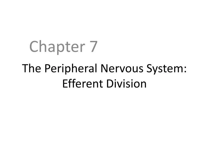 the peripheral nervous system efferent division