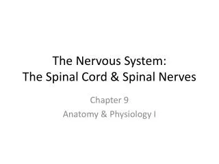 The Nervous System: The Spinal Cord &amp; Spinal Nerves
