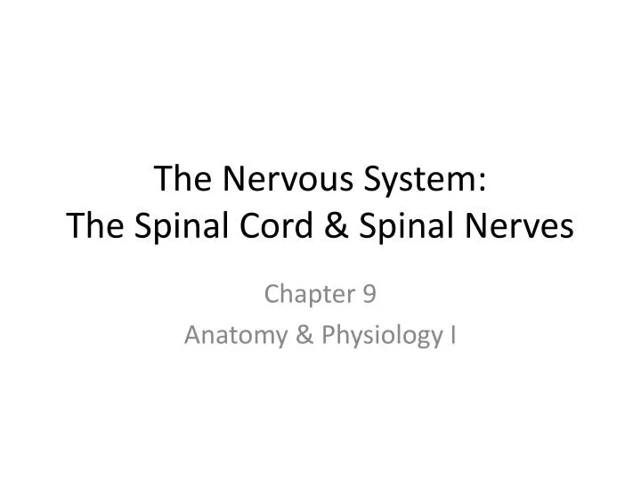 the nervous system the spinal cord spinal nerves