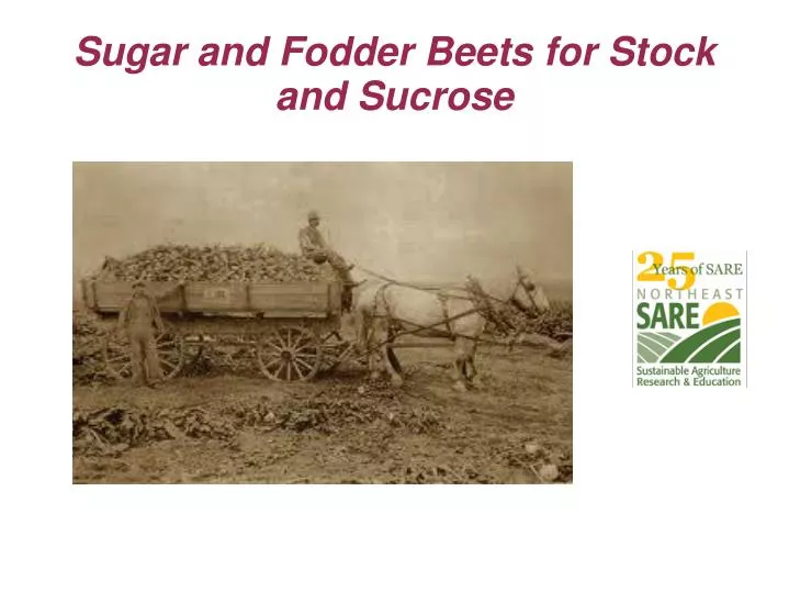 sugar and fodder beets for stock and sucrose