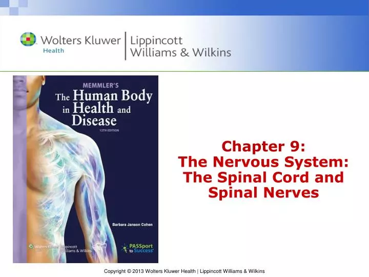 chapter 9 the nervous system the spinal cord and spinal nerves