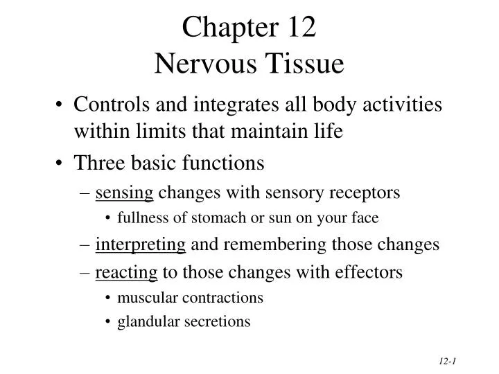 chapter 12 nervous tissue