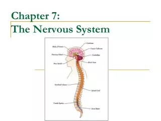 Chapter 7: The Nervous System