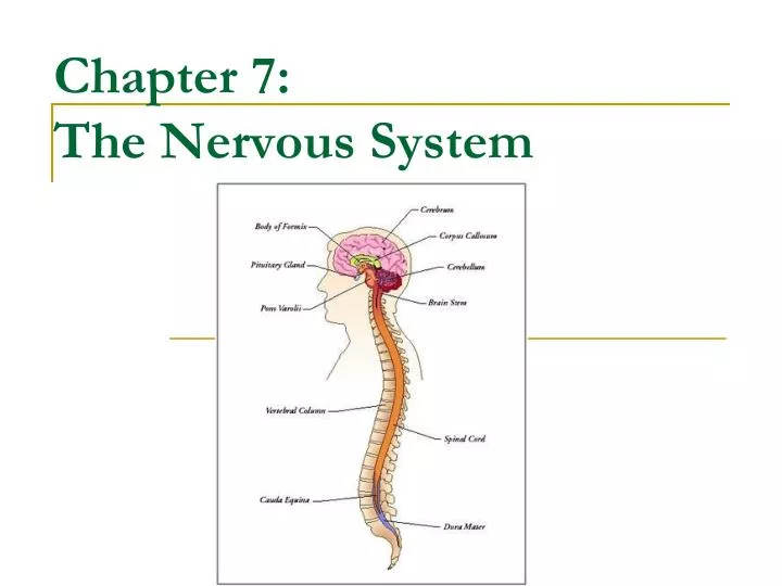 chapter 7 the nervous system