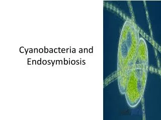 Cyanobacteria and Endosymbiosis