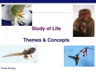 Study of Life Themes &amp; Concepts