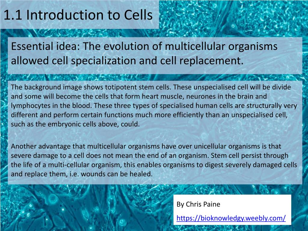 PPT - 1.1 Introduction to Cells PowerPoint Presentation, free download ...