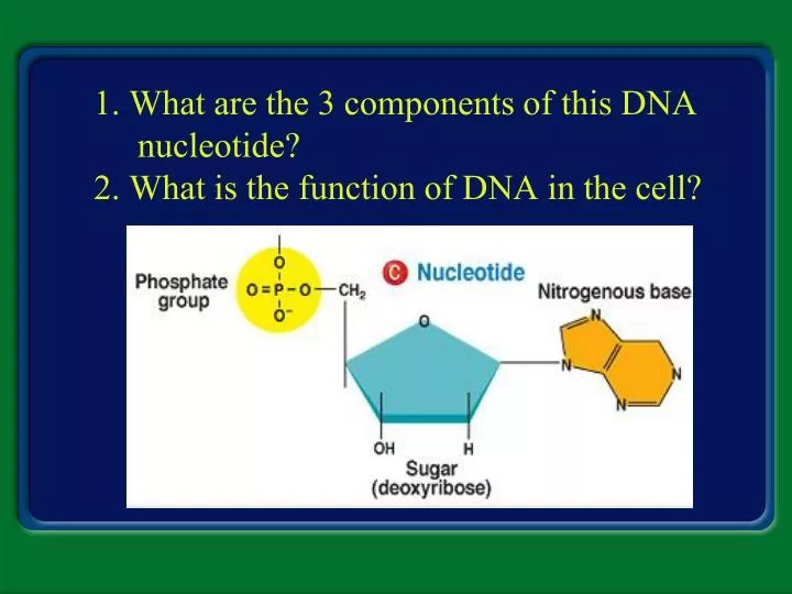 1 what are the 3 components of this dna nucleotide 2 what is the function of dna in the cell