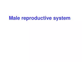 Male reproductive system