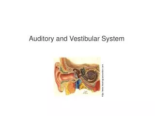 Auditory and Vestibular System