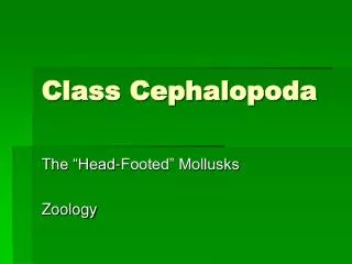 Class Cephalopoda
