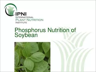 Phosphorus Nutrition of Soybean