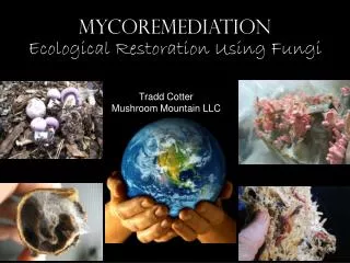 MYCOREMEDIATION Ecological Restoration Using Fungi