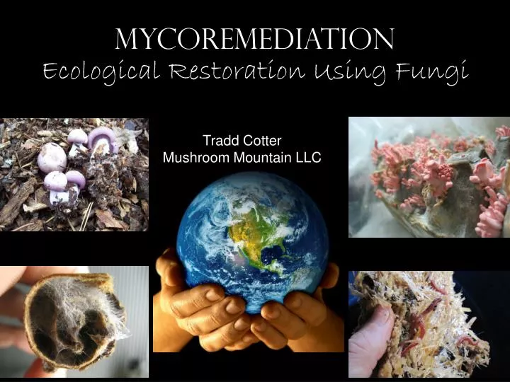 mycoremediation ecological restoration using fungi