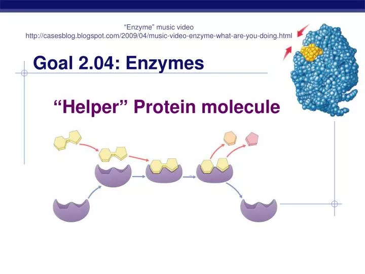 goal 2 04 enzymes helper protein molecules