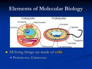 Elements of Molecular Biology