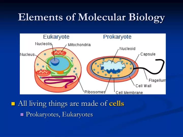 elements of molecular biology